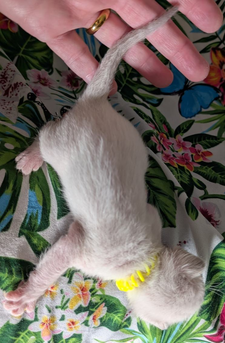 Angel - Yellow Collar